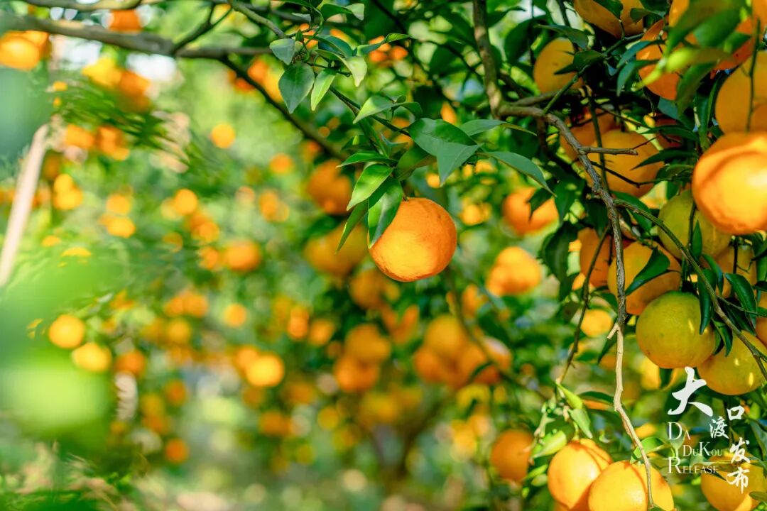一口爆汁！min甜的“柑子”上线啦，重庆这些采摘地方值得去